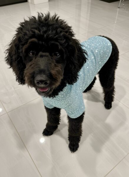 Baby blue hand beaded dog sweater